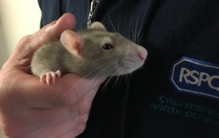 Midge