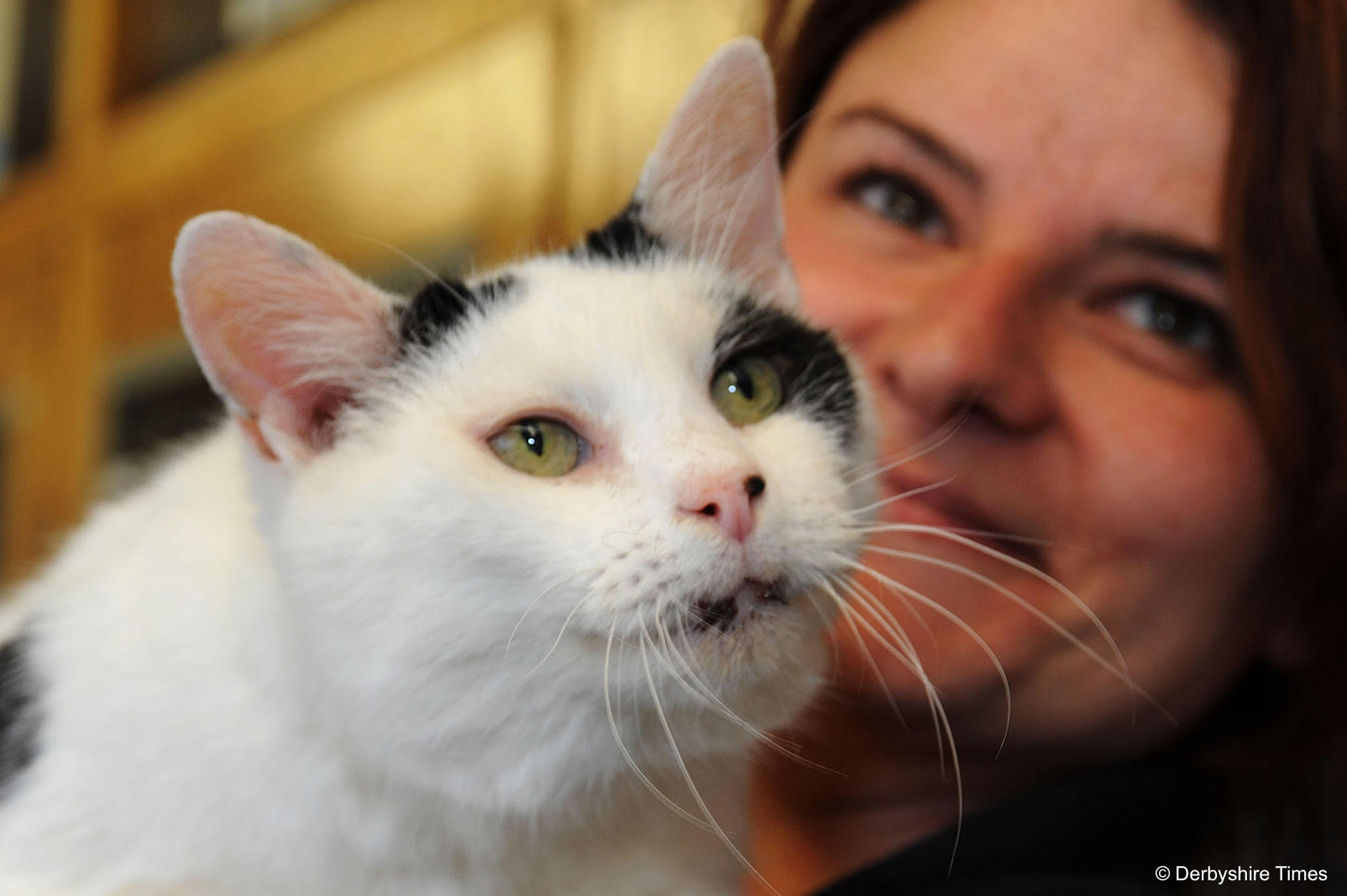 Looking for a new home. 13 year old Vern a standard domestic short haired cat with Kim Bestwick.