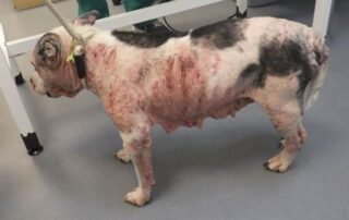 Ten-year-old Missy was left with sores and bleeding patches across her body but has since gone on to make a good recovery after she was cared for and rehomed by the RSPCA Chesterfield and North Derbyshire branch.
