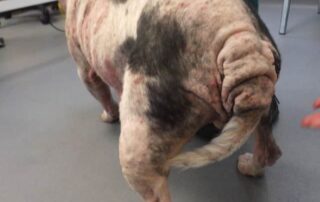 The vet who saw Missy said she was suffering from an untreated severe diffuse skin disease that had caused thickening around her face, ears, abdomen and legs which would have been present ‘for a number of months’ given the severity of the inflammation and the chronic changes to her skin.