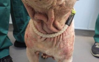 RSPCA animal rescue officer Liz Braidley said Missy was scratching constantly and most of the skin across her body appeared pink, with some areas beginning to cause sores and bleed.