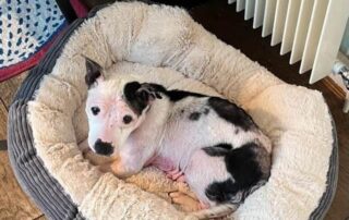 RSPCA inspector Jennie Ronksley, who led the investigation, said that Missy was in awful discomfort, but with the right care and support from our Chesterfield and North Derbyshire branch, she 'made fantastic progress and it’s lovely to see her enjoying life in her later years.'