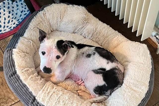 RSPCA inspector Jennie Ronksley, who led the investigation, said that Missy was in awful discomfort, but with the right care and support from our Chesterfield and North Derbyshire branch, she 'made fantastic progress and it’s lovely to see her enjoying life in her later years.'