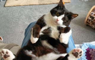 This photo shows Dylan now at his new home in Chesterfield. Credit: RSPCA